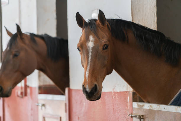 istock Race horse stay in stables. 1386741405