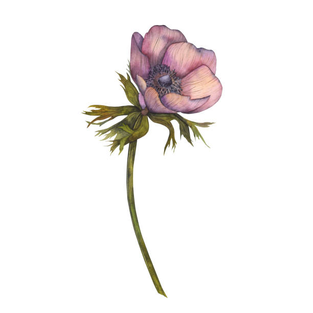 istock Pastel pink anemone watercolor illustration. Hand painted card on white background. Pastel pink anemone illustration for wedding, card, invitation, design. 1386742390