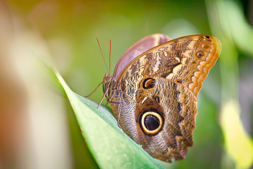 Caligo eurilochus butterfly