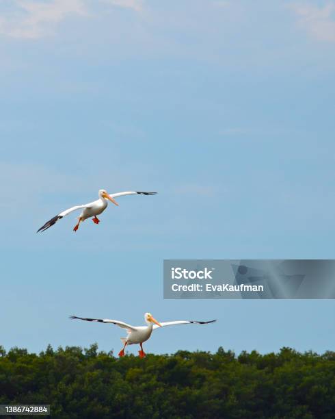 American White Pelican Flying And Landing Stock Photo - Download Image Now - American White Pelican, Animal Body Part, Animal Migration