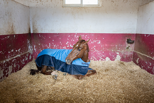 Horse lying and sleeping in stable