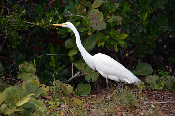 American Shore Birds - Great Egret stock photo