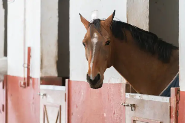 Photo of Head of horse looking over the stable doors on the background of other horses