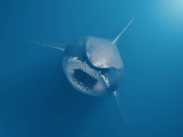 Great white attacking from deep in the water stock photo