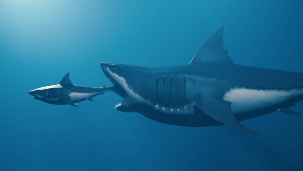 Big fish eat small fish, Finance or law of nature. Big fish eat small fish, Finance or law of nature. Horizontal composition no clipping path. predator teeth stock pictures, royalty-free photos & images
