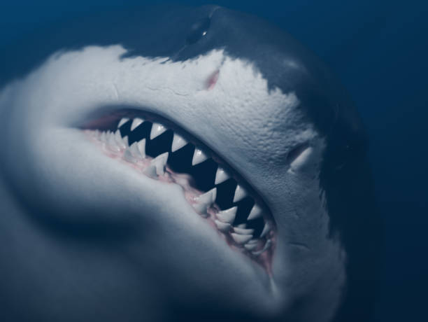 istock Great white shark front view close-up photo. 1386743745