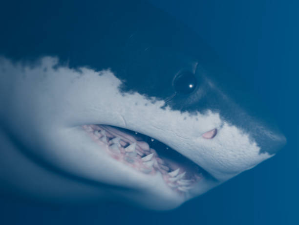 istock Great white shark side views close-up photo. 1386743774