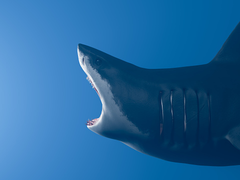 Great white shark with open mouth, at side wide-angle photo. Horizontal composition no clipping path.