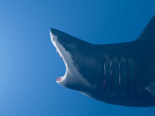 Great white shark with open mouth, at side wide-angle photo. stock photo