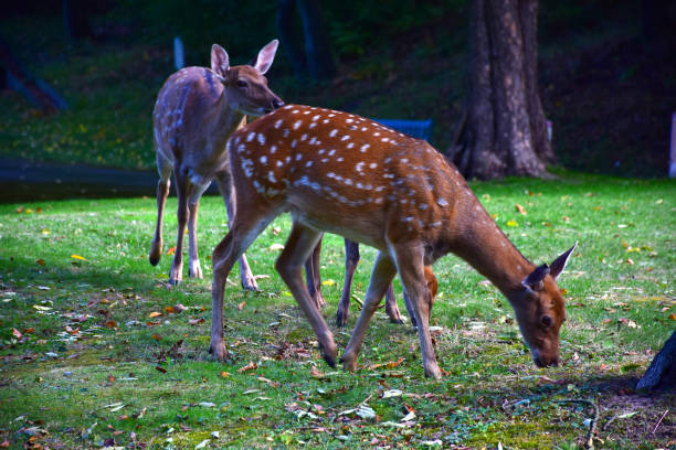 istock Three young sika deer graze in the forest and eat green grass 1386743840