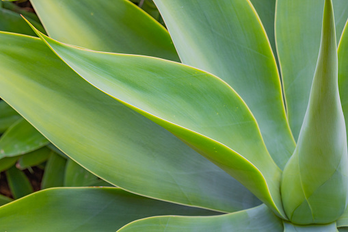 succulent plant close-up
