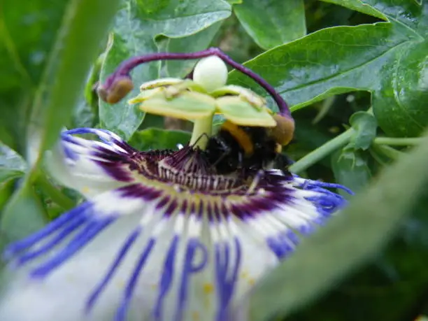 Passionflower foraged by a bumblebee