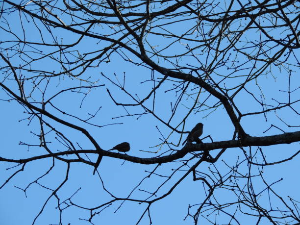istock Silhouette of birds on tree branch 1386747275
