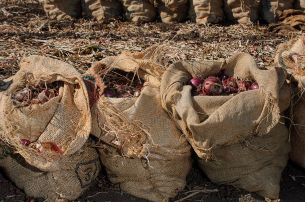 istock Harvested Red Onions in Burlap Sack 1386749853