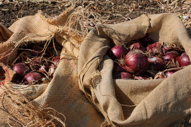 Freshly harvested red onions in burlap sacks, ready for shipping to market..Taken in Gilroy California, USA