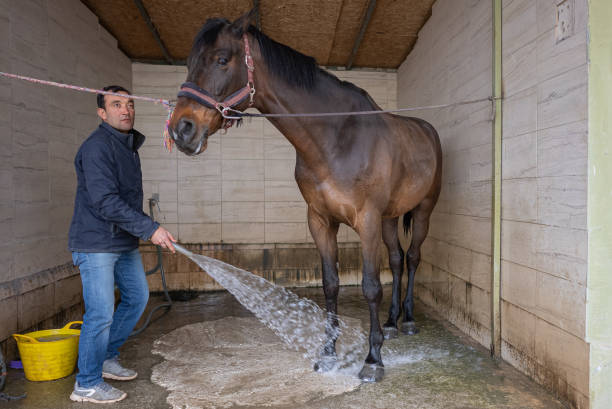 istock washing a racehorse after the competition 1386749895