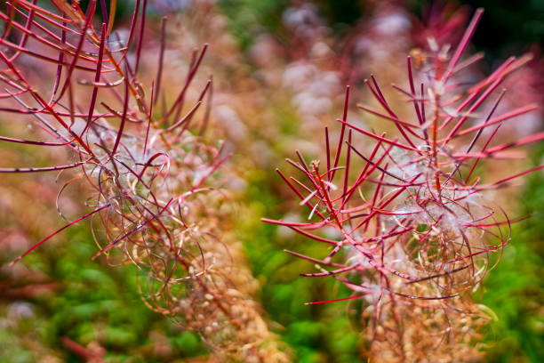 Fireweed wildflowers going to seed in Banff National Park in the Canadian Rockies