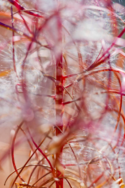 Fireweed wildflowers going to seed in Banff National Park in the Canadian Rockies
