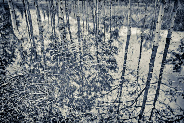 Reflection on the water surface of forest spring forest river