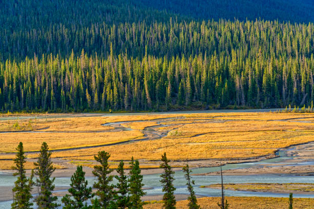 Mountain views along the North Saskatchewan River in Banff National Park
