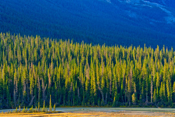 istock Banff  National Park in Alberta Canada 1386751039