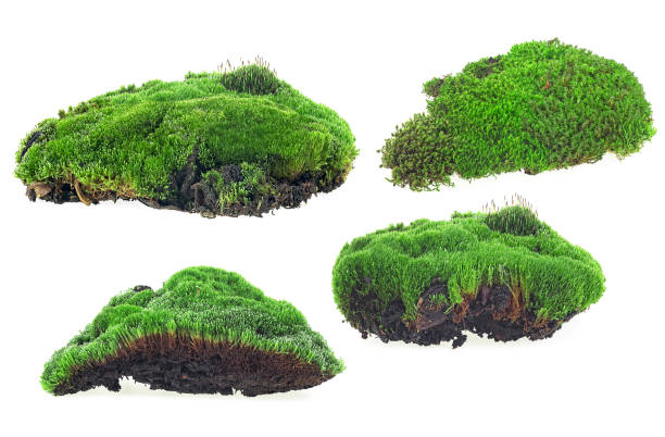 istock Collection of green moss pieces isolated on a white background, front view. 1386751115
