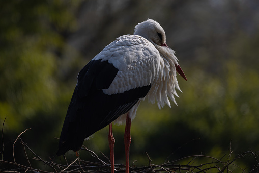 Beautiful portrait of a white stork.