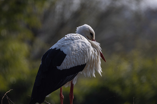 Beautiful portrait of a white stork.