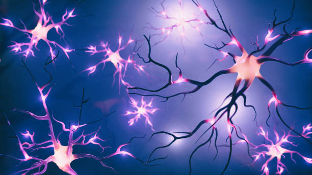 абстрактное 3d-изоб�ражение нейронных клеток - nerve cell brain human cell human nervous system стоковые фото и изображения