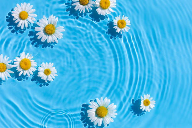 istock Chamomile flowers on a blue water background with concentric circles from a drop. Top view, flat lay 1386753346