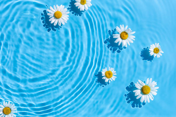 istock Chamomile flowers on a blue water background with concentric circles from a drop. Top view, flat lay 1386753358
