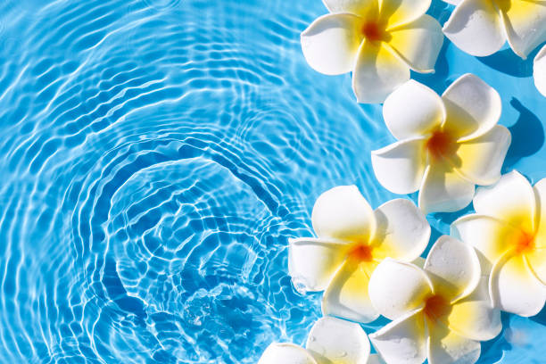 istock Tropical frangipani flowers on a blue water background. Top view, flat lay 1386753410
