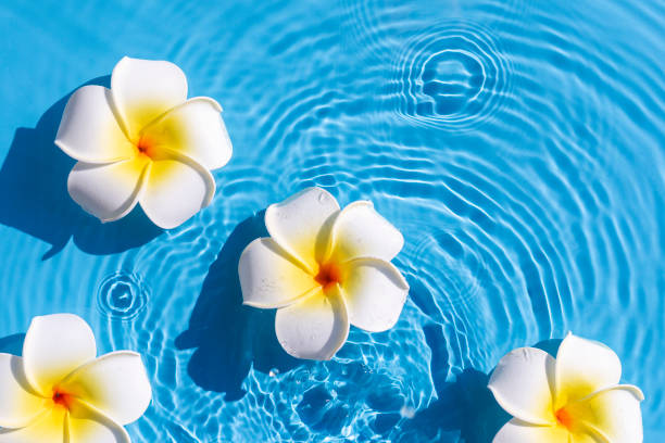 istock Tropical frangipani flowers on a blue water background. Top view, flat lay 1386753428