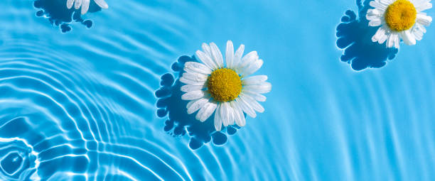 istock Chamomiles on a background of blue water under natural light. Top view, flat lay. Banner 1386753584