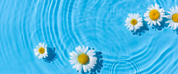 istock Chamomiles on a background of blue water under natural light. Top view, flat lay. Banner 1386753588