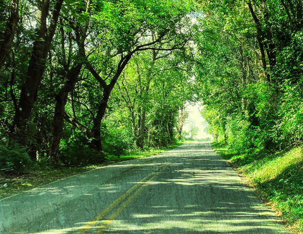 istock Driving on Winding Roads Through The Forest 1386753668
