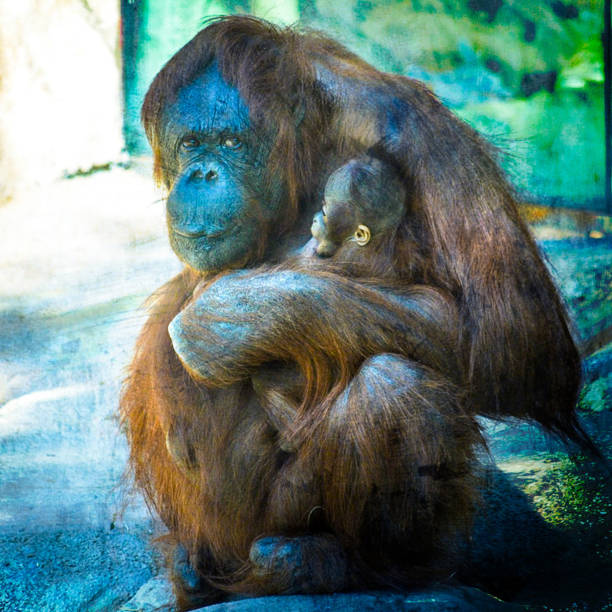 istock Mother Orangutan and Her Baby 1386753686