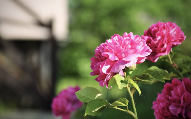 istock roses flowers in a garden 1386755284