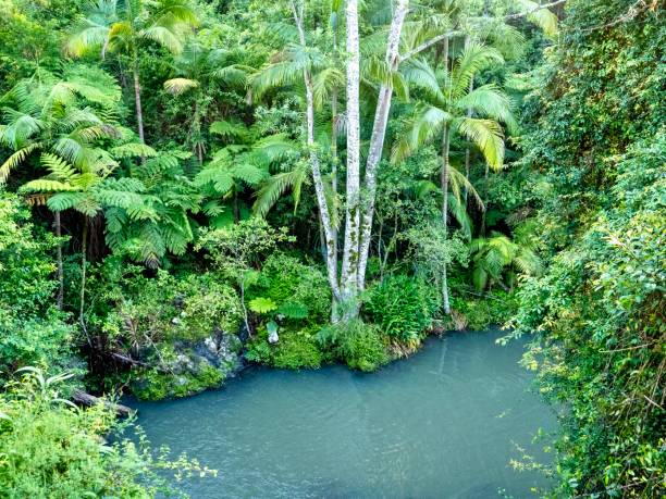 Huonbrook Valley Rainforest and Creek Landscape Horizontal high angle closeup photo of a still freshwater pool surrounded by tropical rainforest mosses, ferns, shrubs, plants and trees. Byron Bay hinterland, north coast of NSW byron bay stock pictures, royalty-free photos & images