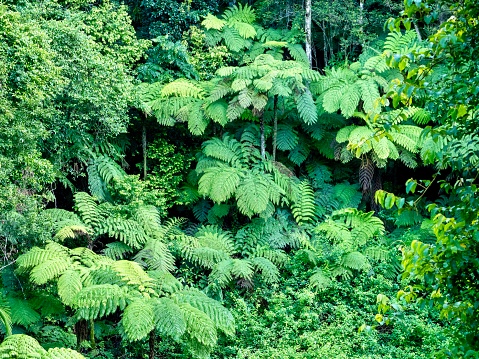 Horizontal landscape photo of tropical rainforest plants, ferns, shrubs and trees growing in the rainforest of the Huonbrook Valley in the Byron Bay hinterland, north coast of NSW in Summer.