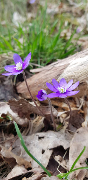 istock A couple of blue anemones in leafs. 1386756433