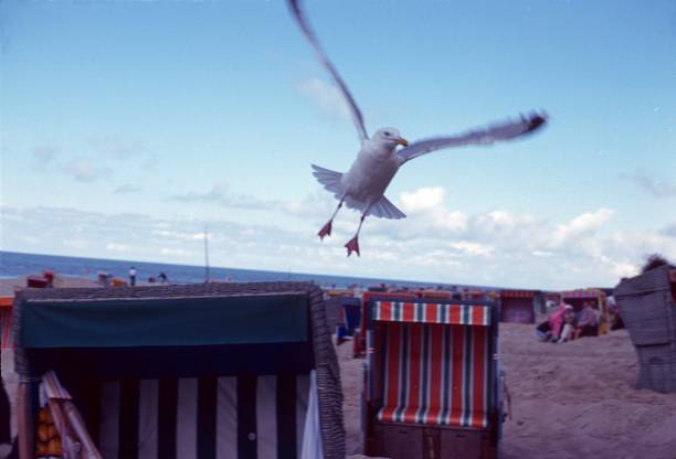 Northern Germany, 1977. Flying seagull over beach chairs on a North Sea beach.