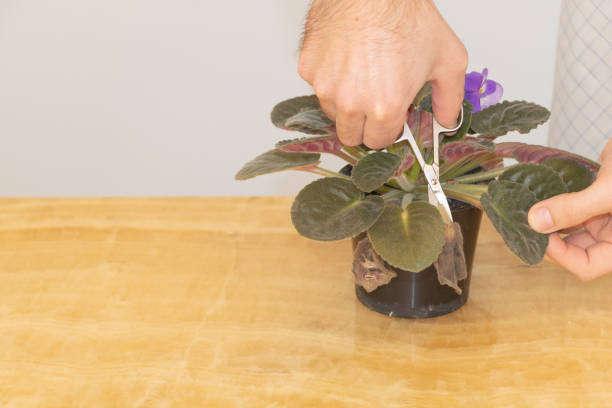 A man take care of a houseplant called African violet and remoove the dry leaves A man take care of a houseplant called African violet and remoove the dry leaves. african violet stock pictures, royalty-free photos & images