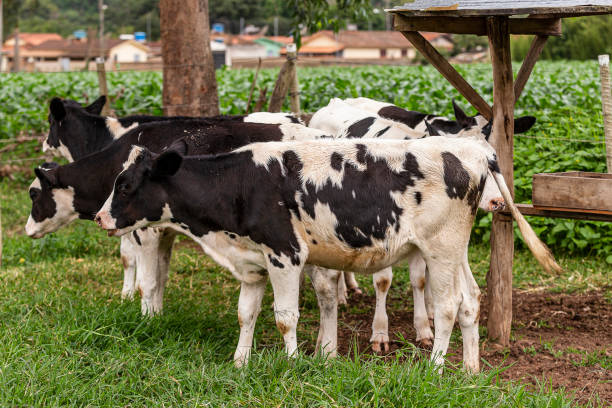 istock Calves confined in a dairy farm. Brazil 1386765579