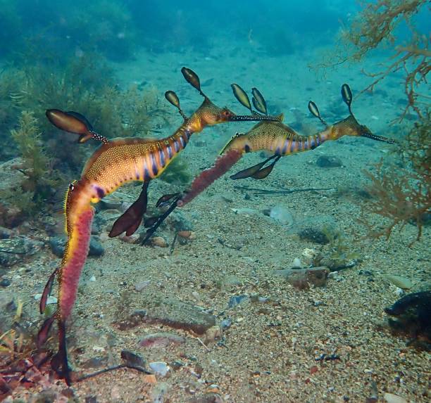 istock Pregnant Weedy sea dragons 1386765606