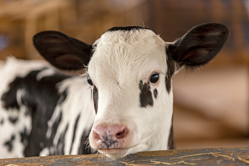 Calves confined in a dairy farm, grazing on green grass in countryside of Minas Gerais, Brazil. Selective focus