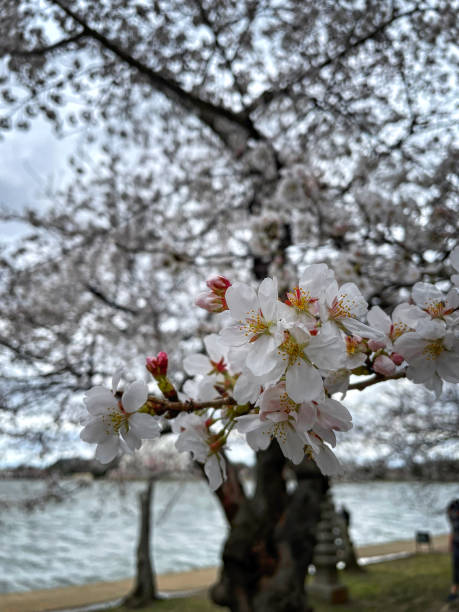 DC iconic cherry blossom tree stumpy with Washington Monument in the background