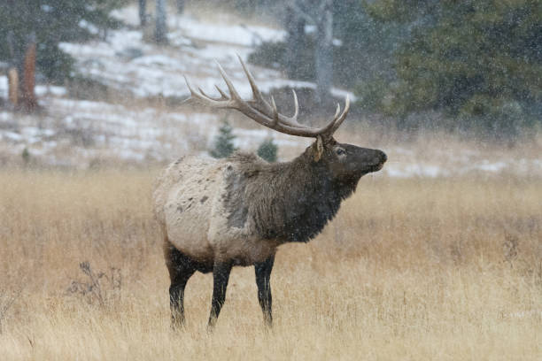 istock An elk at RMNP 1386768487