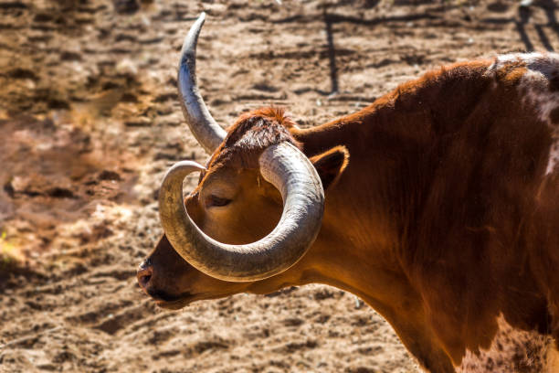 WATUSSI BEEF BOS TAURUS TAURUS WATUSI