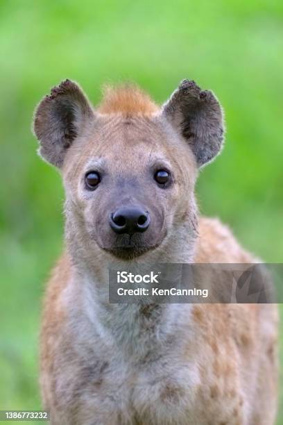 Hyena Closeup Stock Photo - Download Image Now - Hyena, Africa, Animal